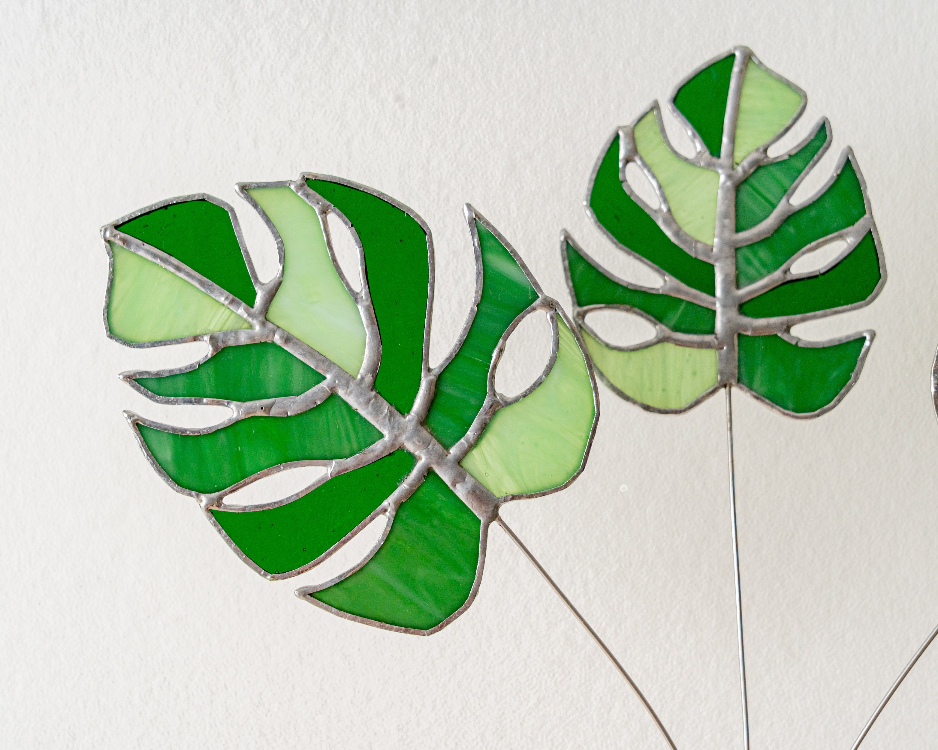 Monstera Stained Glass Plants For Vibrant Nature Home Decor