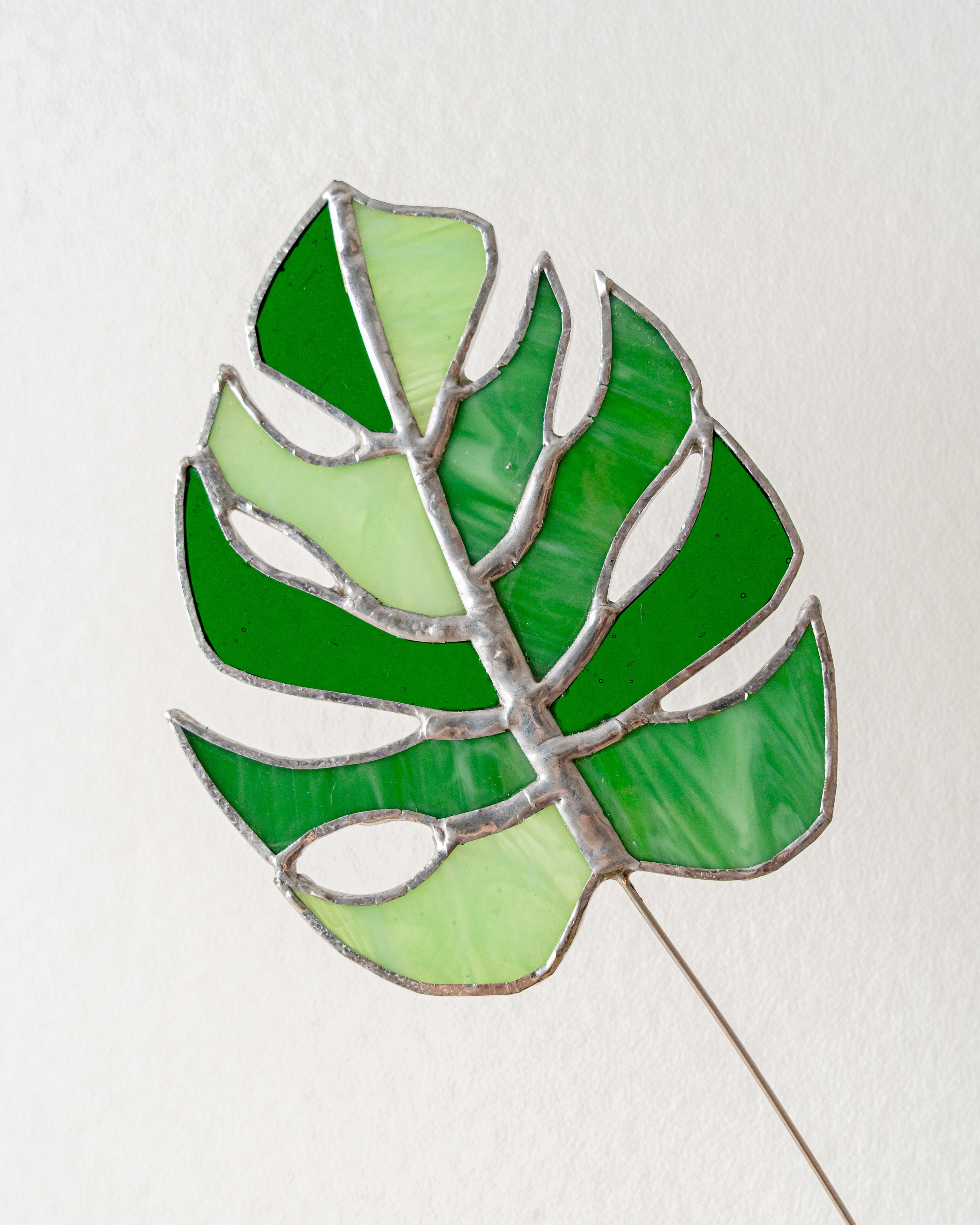 Monstera Stained Glass Plants For Vibrant Nature Home Decor